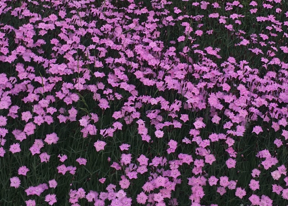 Pink Flowers