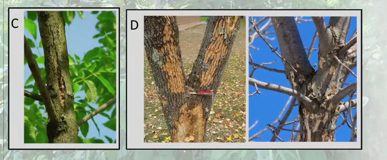 Infested Trees