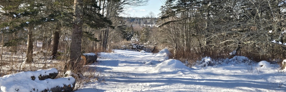Path Through Trees