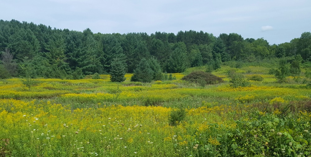 Field