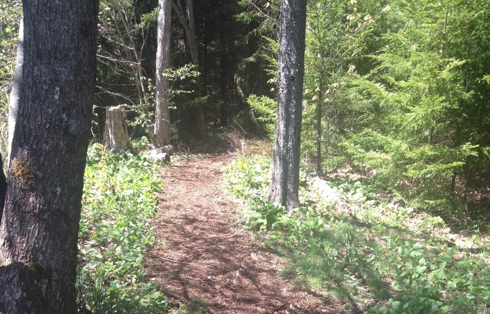 Trail