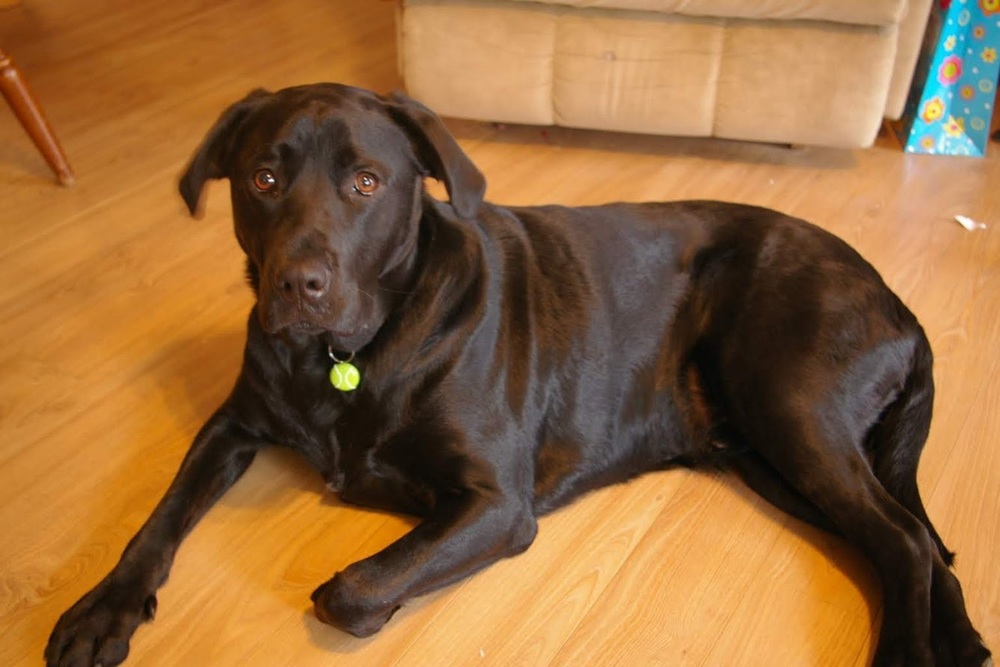 Great Dog
