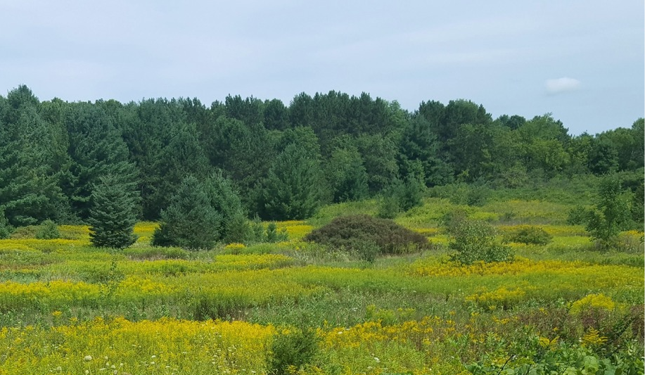Field and Trees