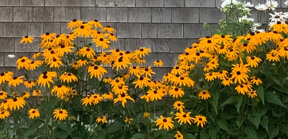 Brown Eyed Suzys