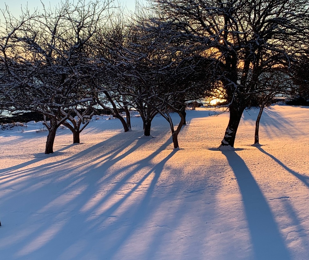 Trees in Snow