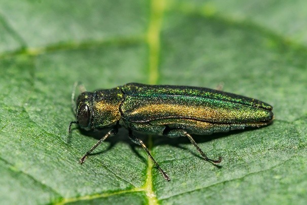 Emerald Ash Borer