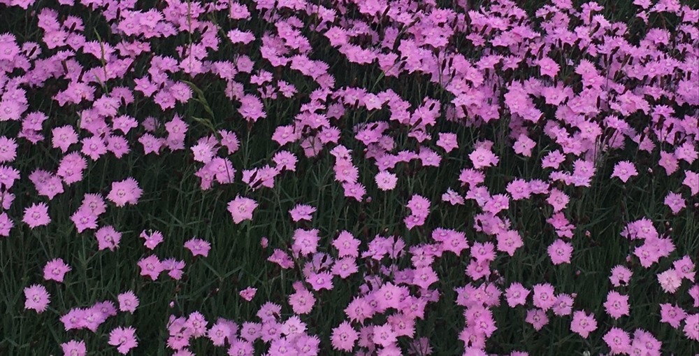 Pink Flowers