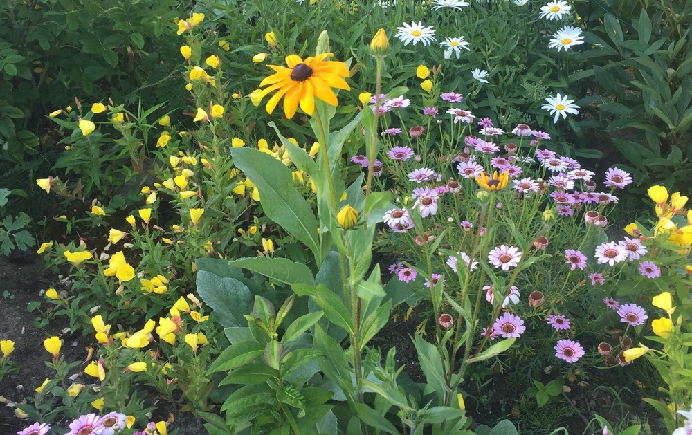 Summer Flowers