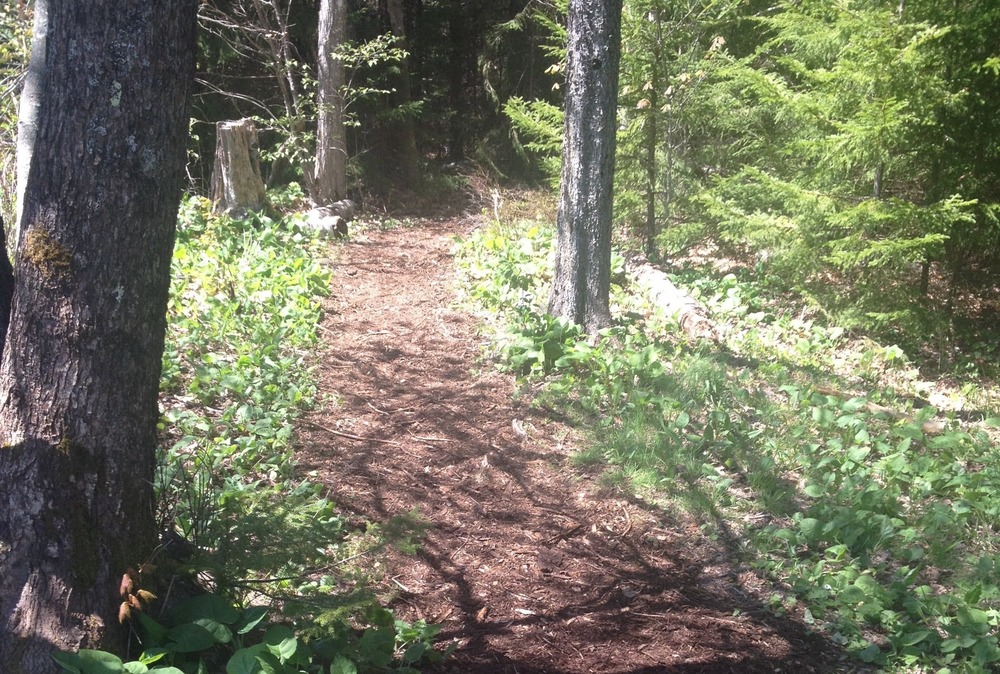 Trail and Tree