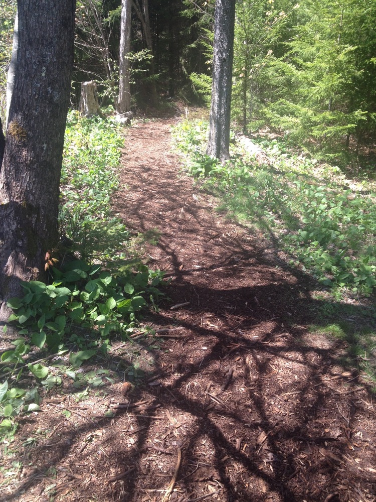 Trail Path