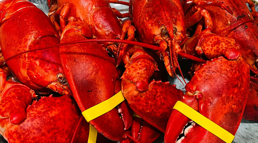 Cooked Lobster