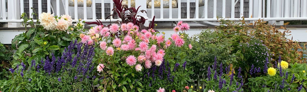 Summer Flowers