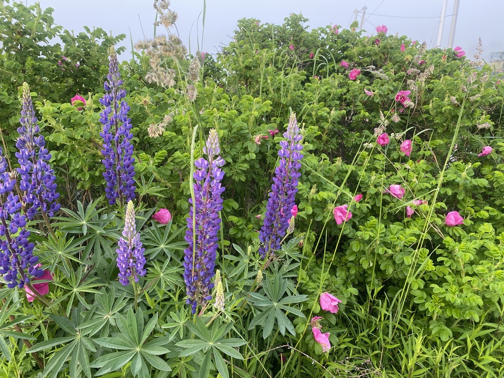 Lupines and Salt Sea Roses