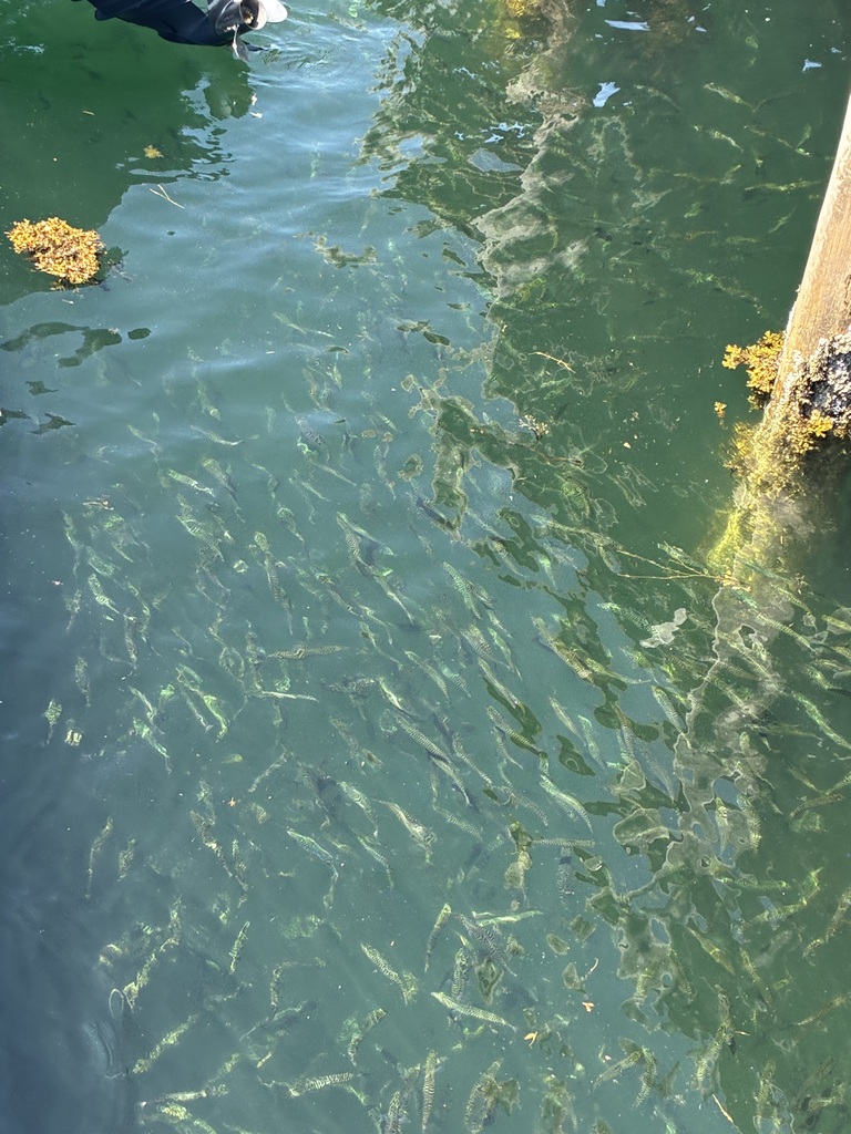 Mackerel