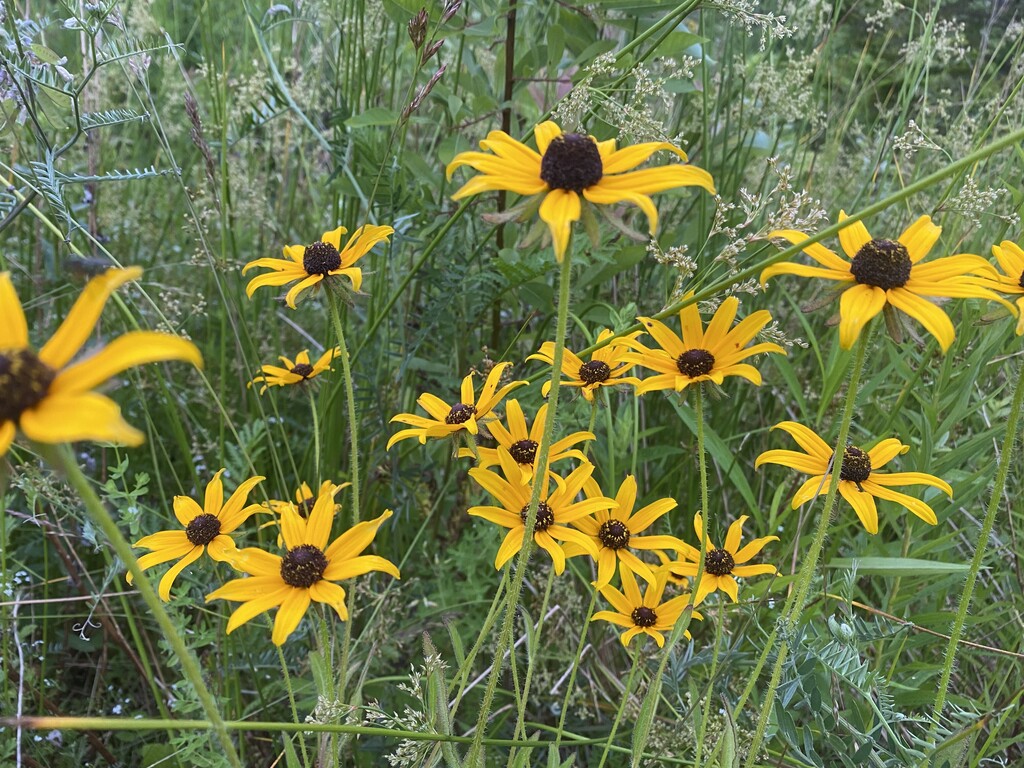 Black Eyed Susans