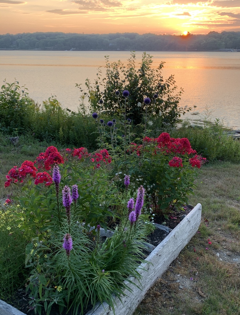 Flowers and Ocean