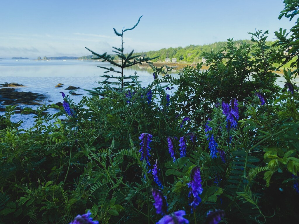Sea Peas Along Shore
