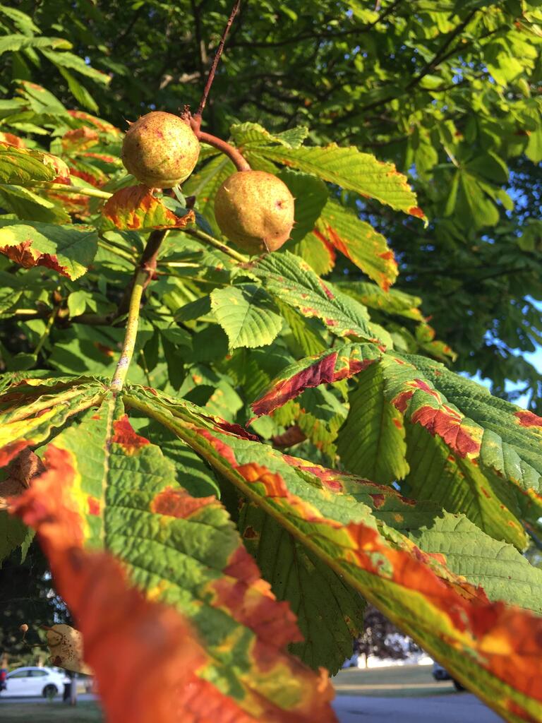 Chestnuts and Leaves