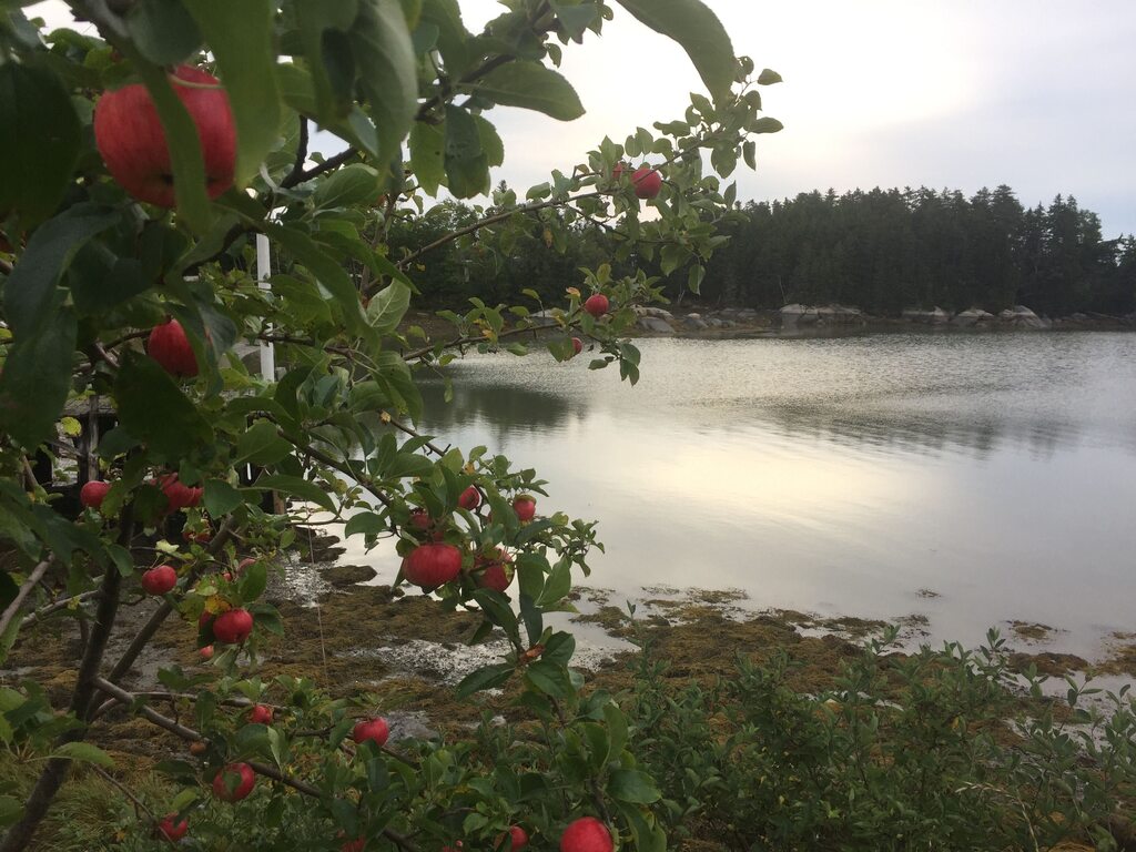 Apples on Shore