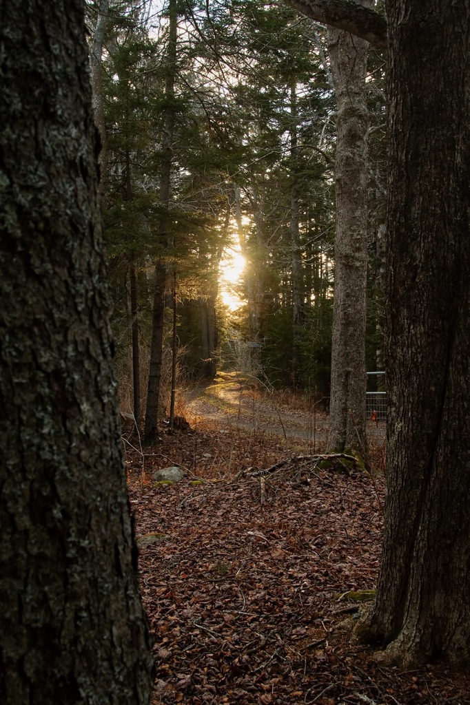 Path in Trees