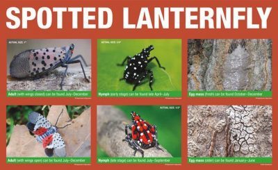 spotted lanternfly