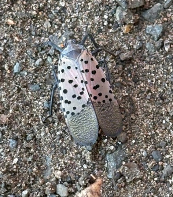 Spotted Lanternfly found in Vernon