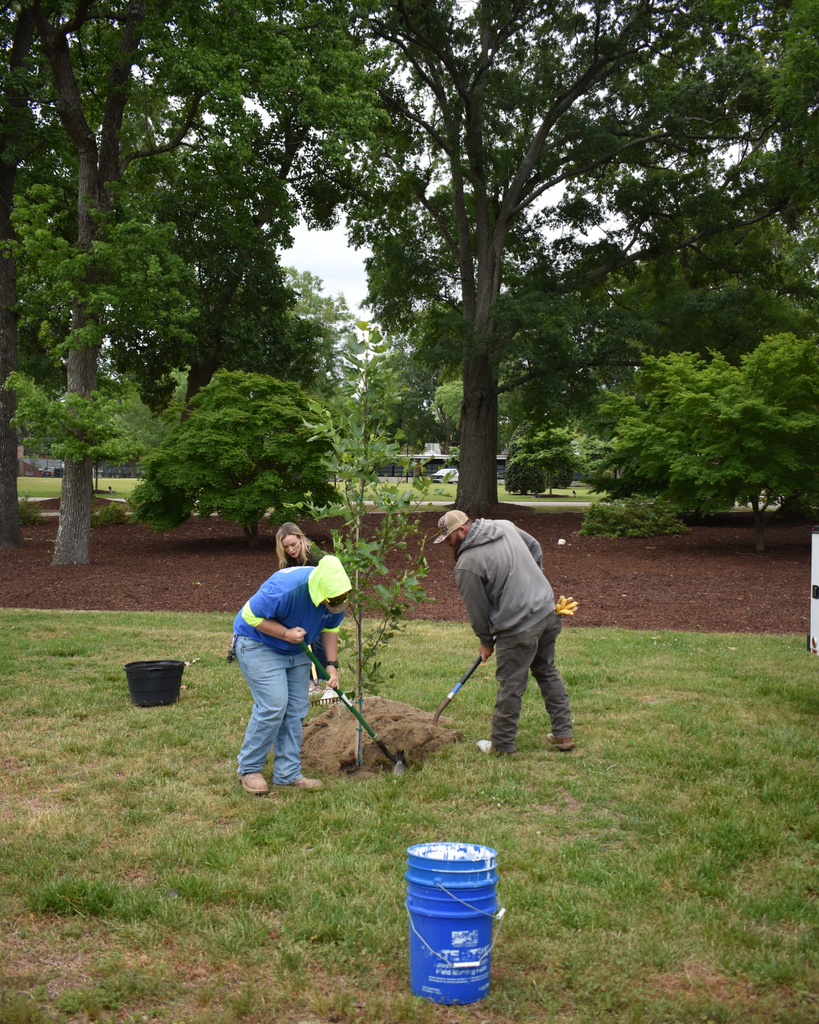 planting tulip poplar 