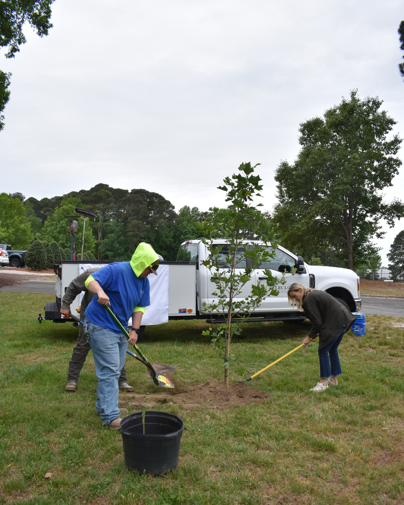 planting tulip poplar 