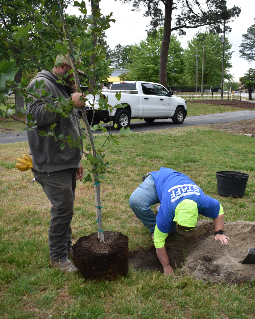 planting tulip poplar 