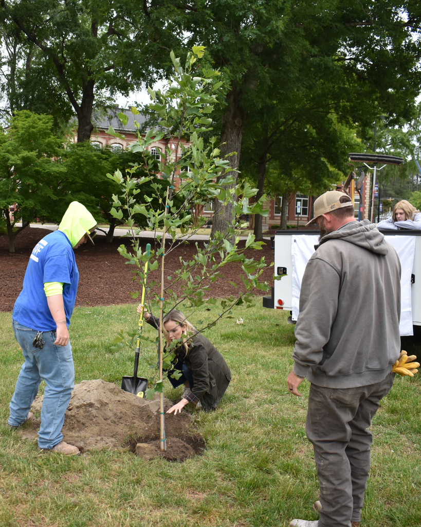 planting tulip poplar 