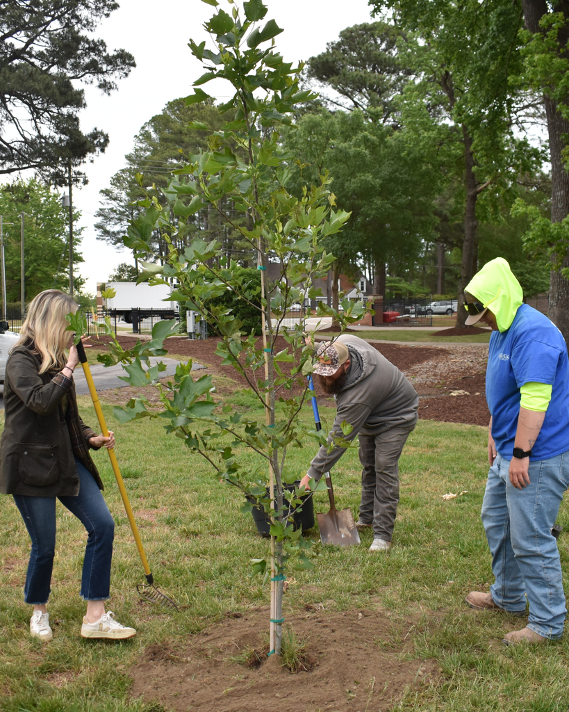 planting tulip poplar 