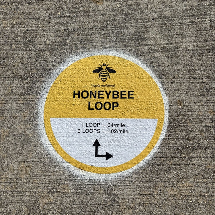 honey bee loop 