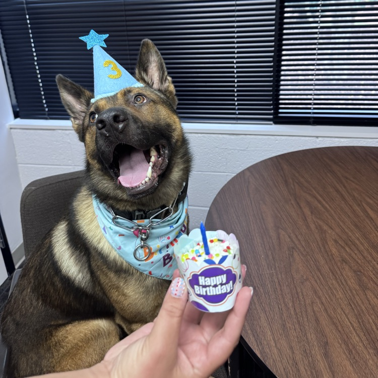 Koda dog