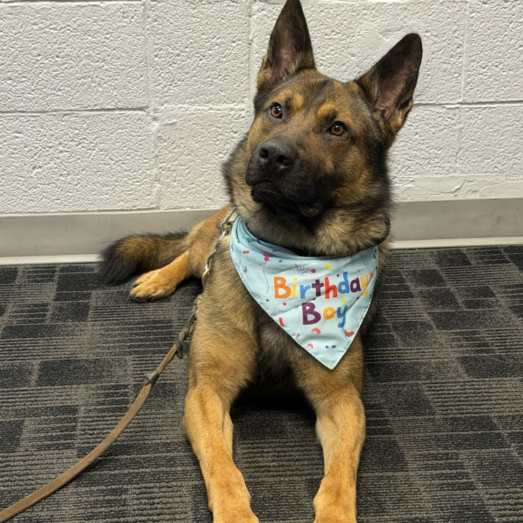 Koda dog 