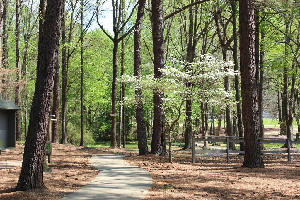 Walking trail in the forest
