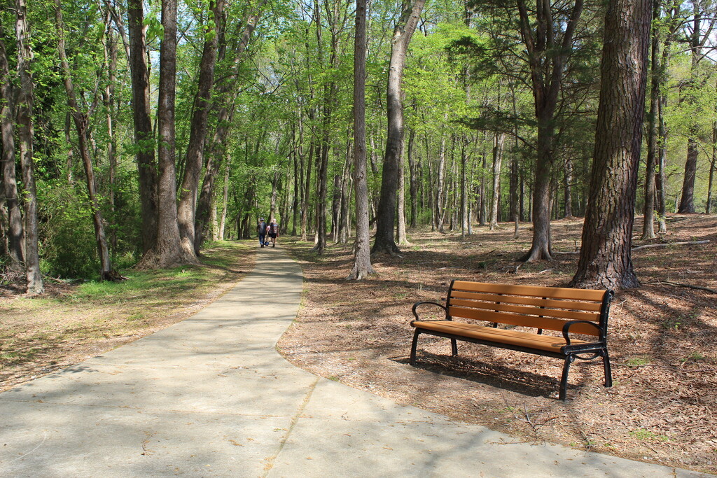 Walking trail in the forest