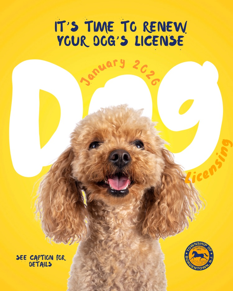 January is Dog Licensing Month