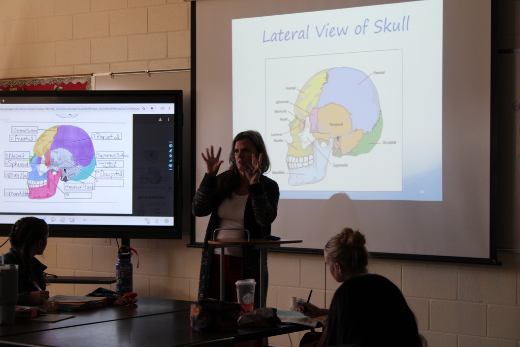 labeling the skull