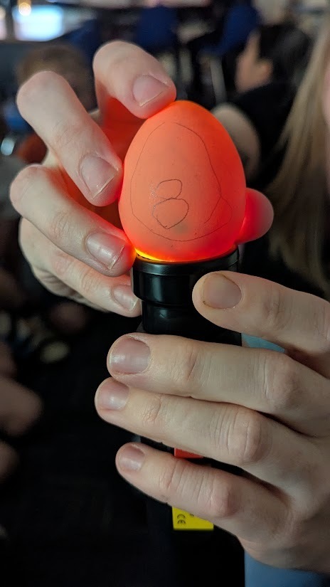 eggs