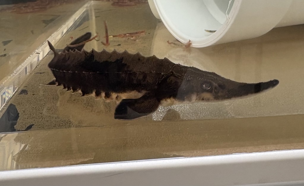 A young, dark-colored Lake Sturgeon swims near a white pipe in an aquarium tank.