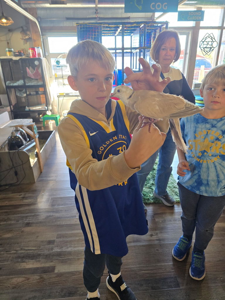 Boy holding bird on his hand