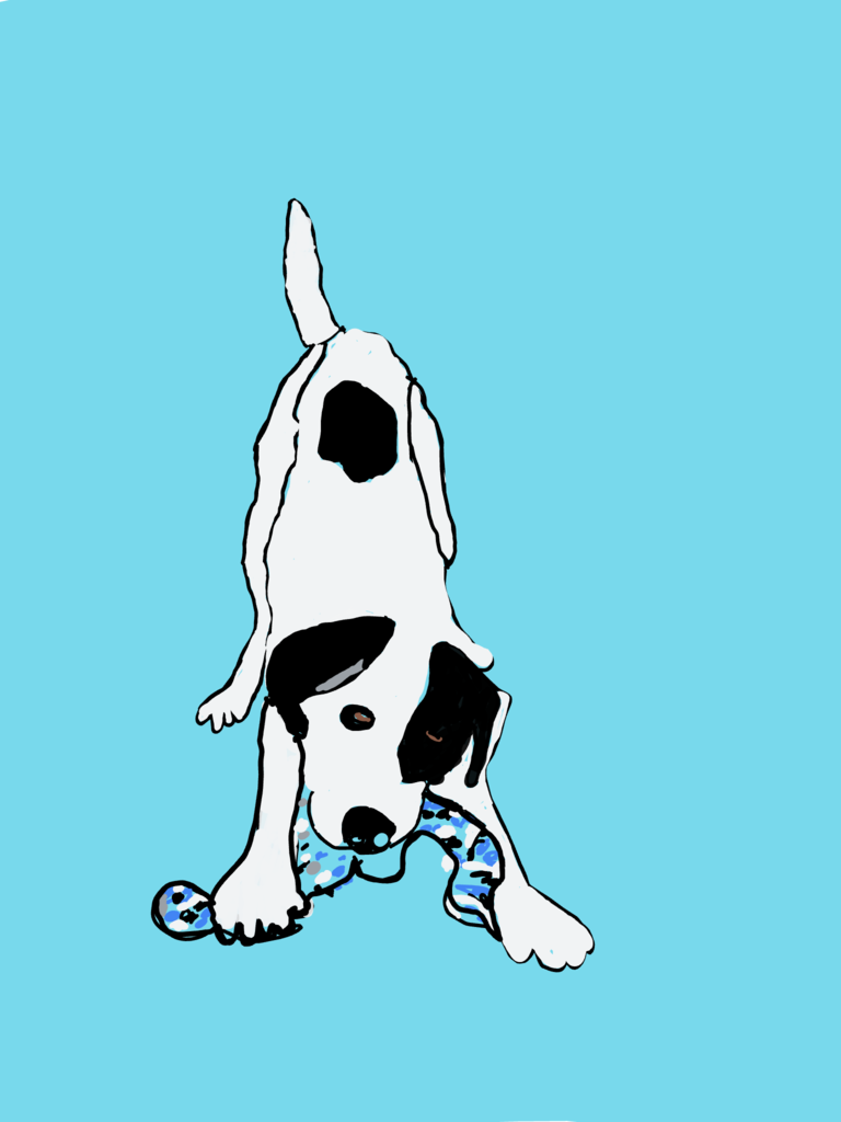 Black and white dog bending down