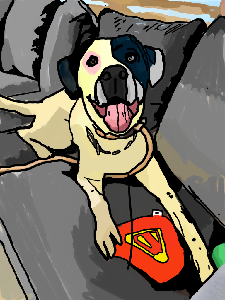 Black and white dog looking up from couch