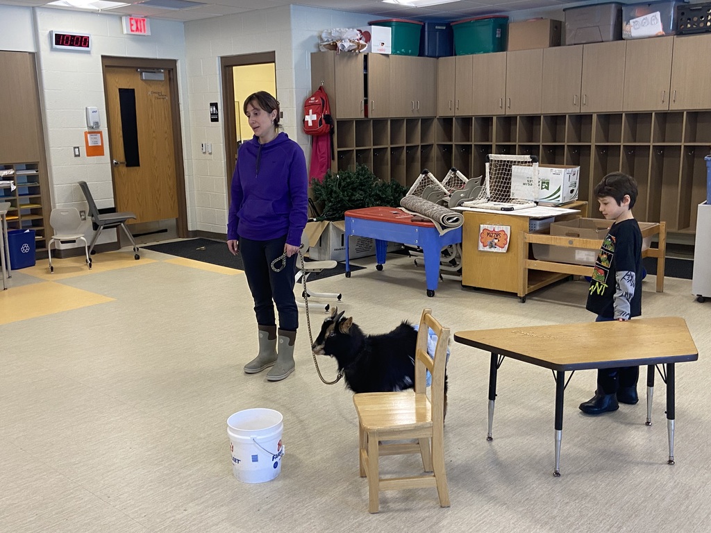A teacher wearing a purple hoodie with black pants and brown boots, holding a leash with a brown and black dwarf goat.  There is a white bucket in front of the goat and a chair and table next to the goat.  A student is standing next to the table wearing a black ninja turtle shirt.  Behind the teacher , student and goat are cubbys and misc. furniture stacked in front of the cubbies.  There are bins