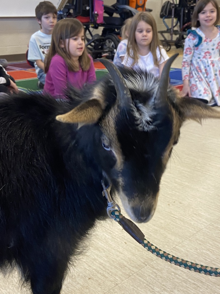 Picture of a dwarf goat that is black with brown  looking at the camera with the leash hanging below its neck.  In the background are students sitting on a rug, wearing pink and flower clothing.