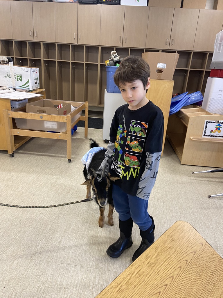 a student wearing a ninja turtle shirt standing next to ta black and brown dwarf goat on a leash.  There are brown tables and cubbies behind the student and goat.  The goat is wearing a blue diaper.