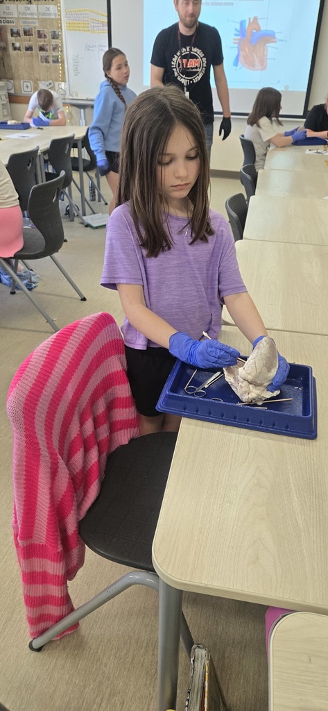 A girl in a purple shirt and gloves examines a fish on a blue tray at a desk.