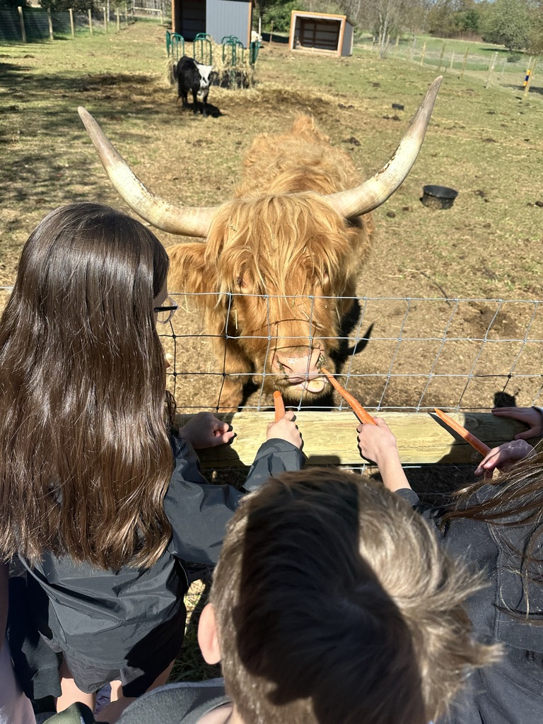 People stand at a fence and feed an animal with horns. The animal is a large, brown cow.