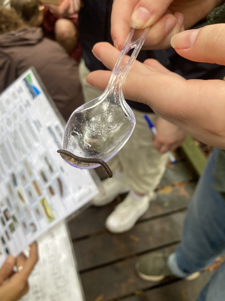 A person holds a transparent plastic spoon containing a small invertebrate over a table. People stand behind them.