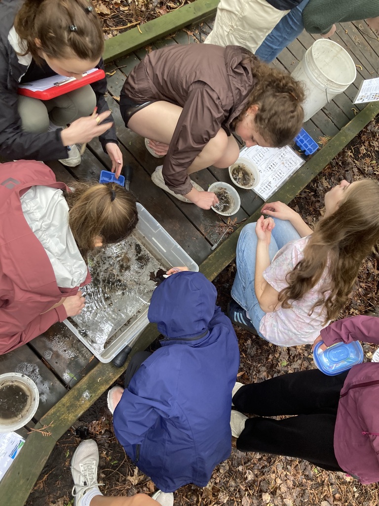 A group of people examining specimens in shallow containers on a wooden platform. The floor is covered in leaves.